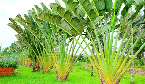Banana Palm Trees Wallpapers High Quality Download Free