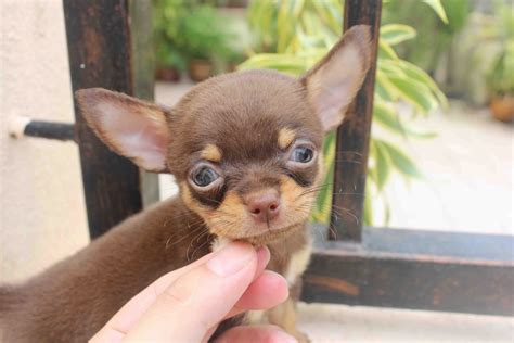 Lovelypuppy 20131026 T Cup Smooth Coat Chocolate Tan Chihuahua Puppy