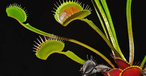 The 10 Strangest Plants In The World Article On Thursd