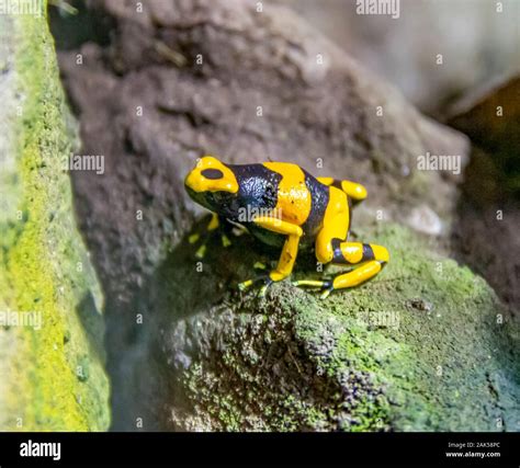 Una banda amarilla dardos venenosos sapo en ambiente natural Fotografía