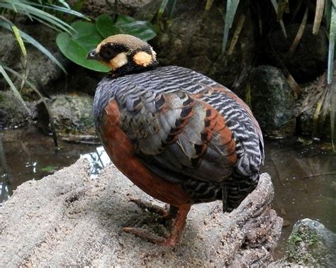 Seperti daging dan telur puyuh mengandung gizi yang cukup tinggi, protein dan lemak yang bagus untuk pertumbuhan manusia. Mengenal Ciri Khas Burung Puyuh Gonggong Endemik dari Jawa