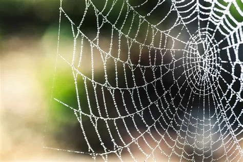 Scientists Combine Spider Silk With Graphene Create Incredibly Powerful Web