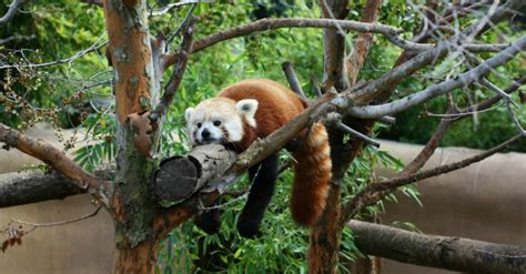Meet the Red Pandas of the San Diego Zoo