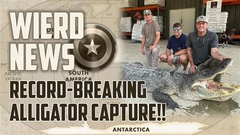 Record Breaking Alligator Capture Will Leave You Speechless Weird