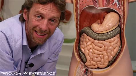 Divided into 9 regions by two vertical and two horizontal imaginary planes. Abdominal Anatomy - YouTube