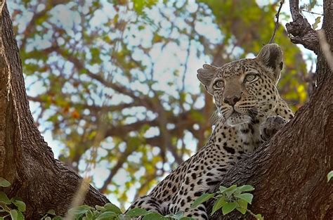 Leopard Moremi Reserve Bing Wallpaper Download