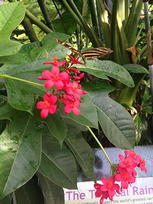 Do they shed their leaves in florida. Jatropha - Gardening Solutions - University of Florida ...