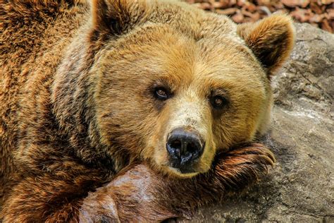 Bear Grizzly Brown Free Photo On Pixabay Pixabay