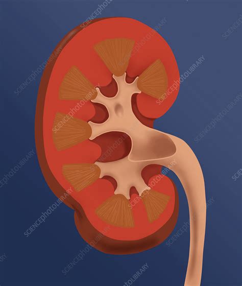 Normal Human Kidney Stock Image C0048430 Science Photo Library