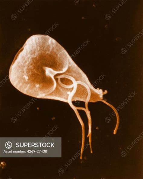 Giardia Lamblia Scanning Electron Micrograph SEM Of Giardia Lamblia