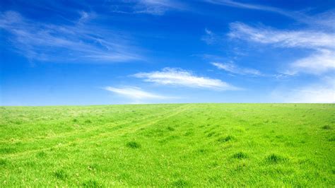 Wallpaper Green Grass Blue Sky 1920x1200 Hd Picture Image