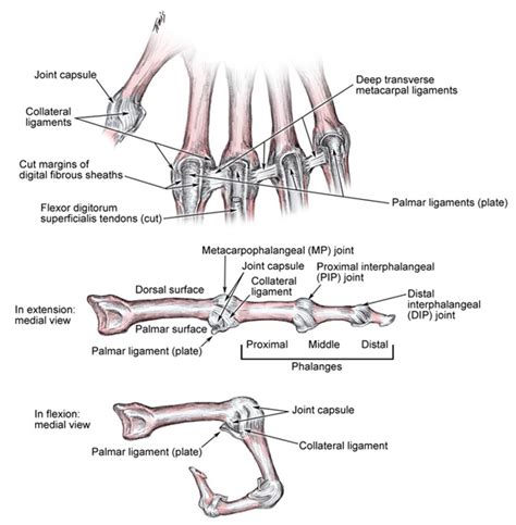 Digital Collateral Ligament Injury Hand Orthobullets