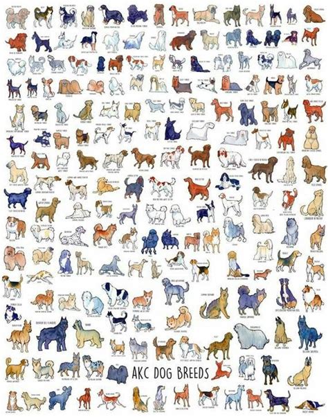 11x17 Inch All Akc Dog Breed Print Etsy Dog Breed Poster Akc Dog