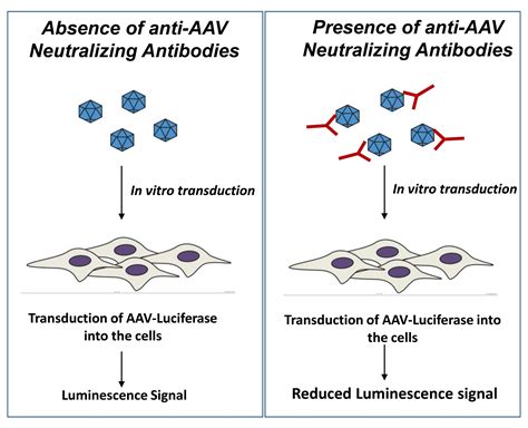 Anti Aav Neutralizing Antibody Assay Platforms Guidance And Need For