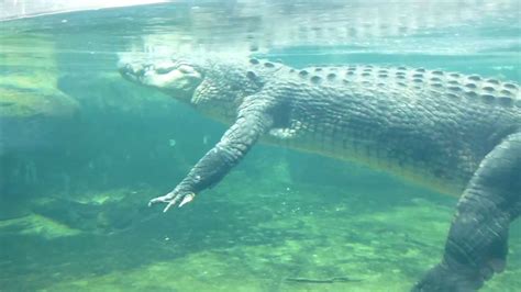 Sydney Wildlife Park Crocodile Swimming Underwater View Close Up