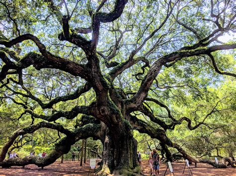 Angel Oak Tree On Johns Island South Carolina Rpics