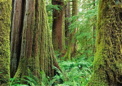 Vancouver Island Forest By Garth Lenz Temperate Rainforest Vancouver