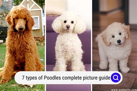 7 Types Of Poodles Complete Picture Guide Oodle Life