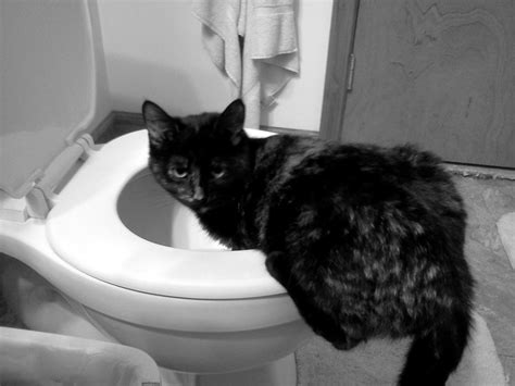 But sometimes, vomiting white foam is signs of changing diet or gastritis. Cat Throwing Up White Foam, Lethargic, Not Eating: Reasons ...