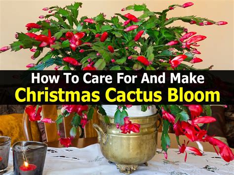 How To Care For And Make Christmas Cactus Bloom How To Instructions