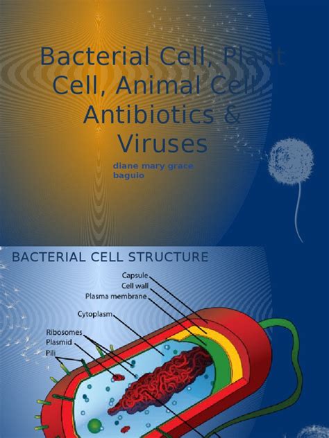 Bacterial Cell Plant Cell Animal Cell Virus Bacteriophage