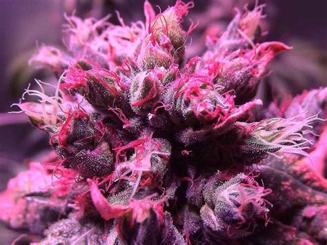 6 Of The Most Beautiful Cannabis Strains In Existence