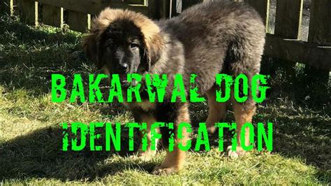 Identification Of Bakarwal Dog Pupies How To Identify Bakharwal Dog