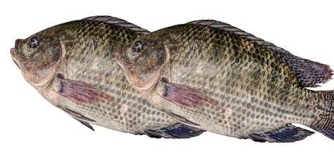 All Fish Arent Equal Good Versus Bad Tilapia The Healthy Fish