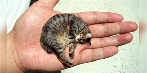 The 10 Smallest Cat Breeds In The World Universty Of Cats