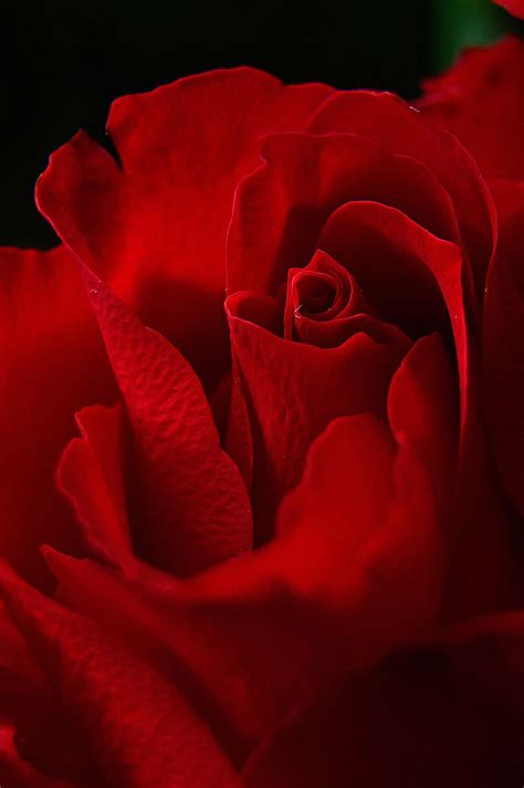 Red Rose Wallpaper For Love Red Rose 910x1369 Download Hd