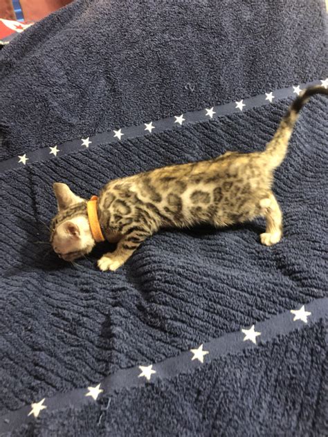 Kittens - Color my Spots Bengals