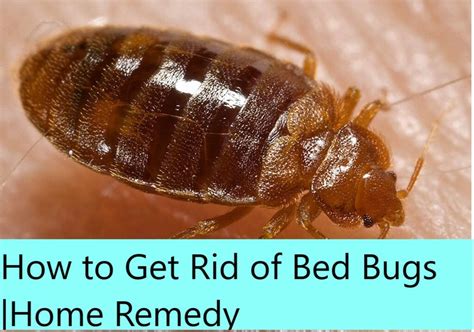 10 Remedies To Get Rid Of Bedbugs How To Get Rid Of Bed Bugs Home Remedy