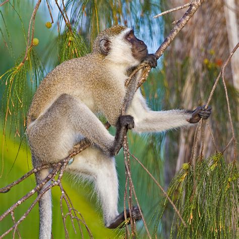 Tanzania & Zanzibar: Vervet Monkey