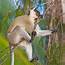 Tanzania & Zanzibar Vervet Monkey