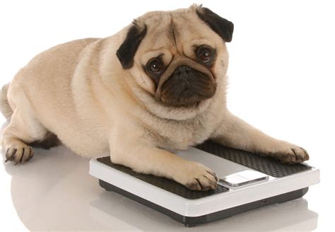 Overweight Dogs Live Shorter Lives Study Finds