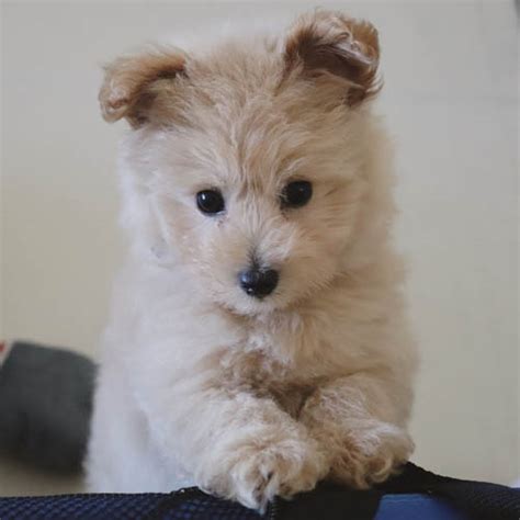 Pomapoo Dog Breed Information Temperament And Images Puppies Club