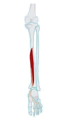 Flexor Digitorum Longus Muscle Anatomy Docpods Australia