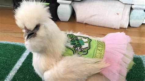 Adorable Therapy Chicken In A Tutu Is What The World Needs Right Now