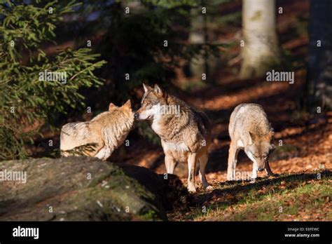 Canis Lupus Wolf Grey Wolf Eat Prey Animal Stock Photo Alamy
