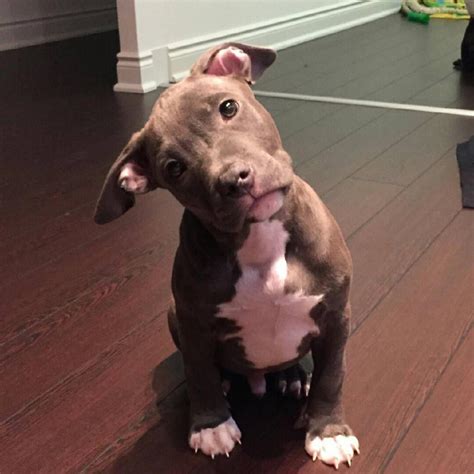 Incredible 10 Week Old Pitbull Puppy Weight Ideas Alexander James Freeman