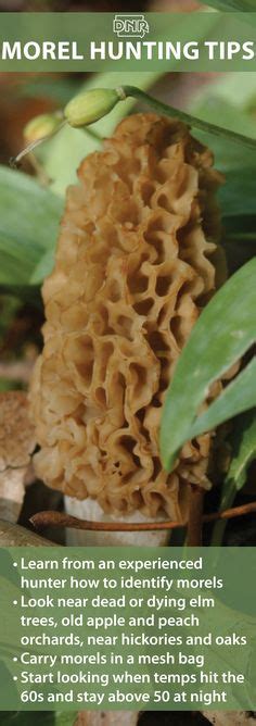 41 Edible Mushrooms Found In Iowa Ideas Edible Mushrooms Stuffed