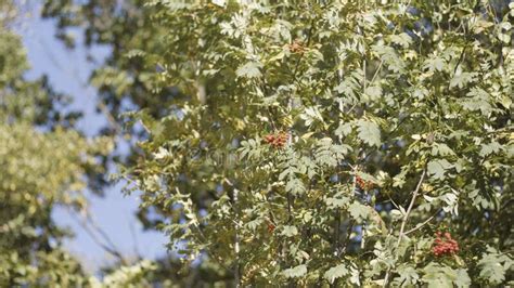 Natural Background With Fresh Green Leaves Of Trees In Soft Sun Light