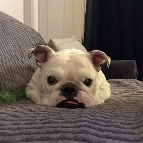 Squishy Face Rbulldogs