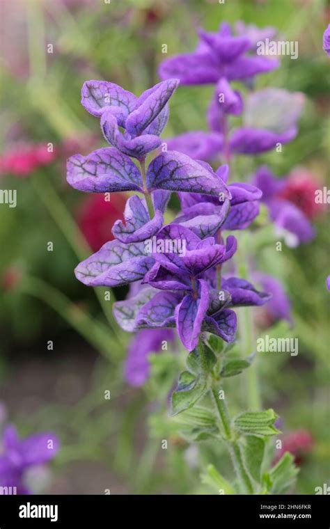 Salvia Viridis Blue Monday Blue Clary Sage Flowering In September