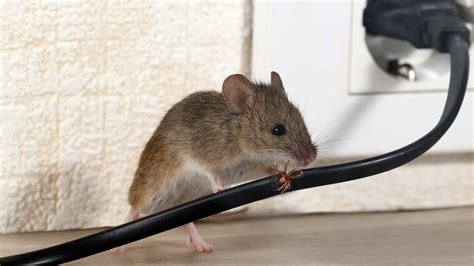 Bait and poison might cause harm to your pets and loved ones, and, unfortunately. Do Ultrasonic Pest Repellents Really Work? in 2020 ...