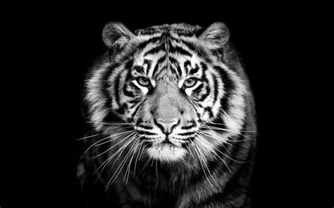 Fond d'écran noir amoled, fond d'écran noir apple, fond d'écran noir au démarrage, fond d'écran animé ,fond d écran animé gratuit, fond fond d'écranclassé sous :léopard , jaquar , afrique. Fond d écran paysage savane en noir et blanc Photographie ...