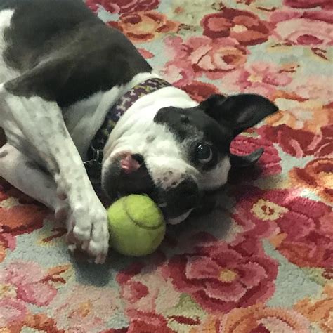 Buy boston terrier key rings and get the best deals at the lowest prices on ebay! Caption this | Dog gifts, Boston terrier, Terrier