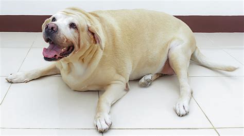 Fat dog and the boners. Why is my dog fat? Gene deletion may provide clues ...
