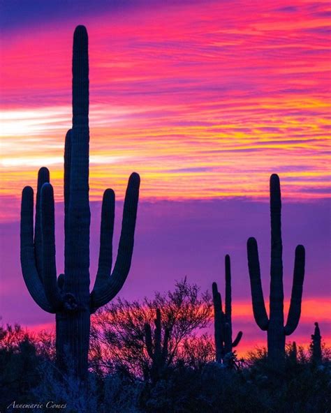 Pin by Mee Lee on Tucson Arizona | Arizona sunset, Desert painting ...