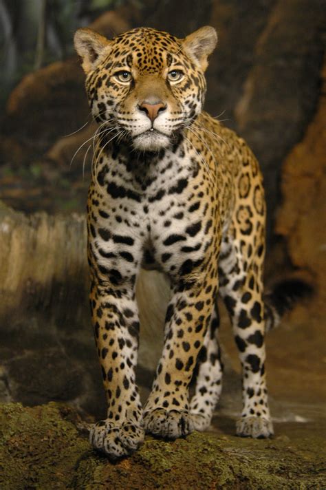 Kinds Of Wild Cats. Wild Cats List With Pictures & Facts: All Types Of